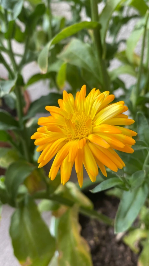 yellow flower with many leaves around it