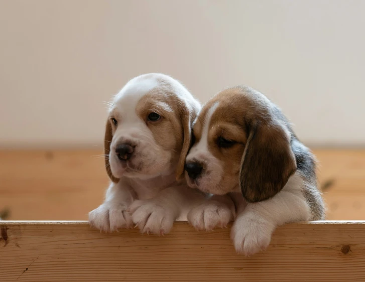 a puppy is kissing another puppy at the head