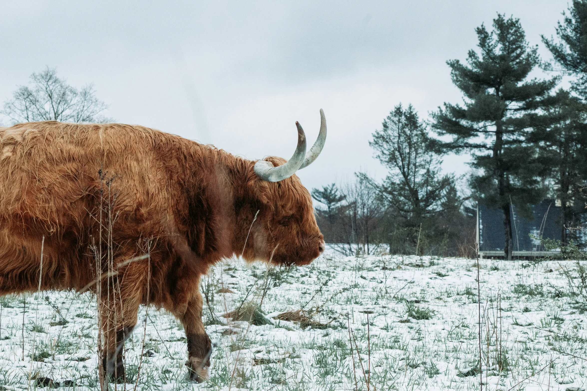 a brown cow walking across a snow covered field