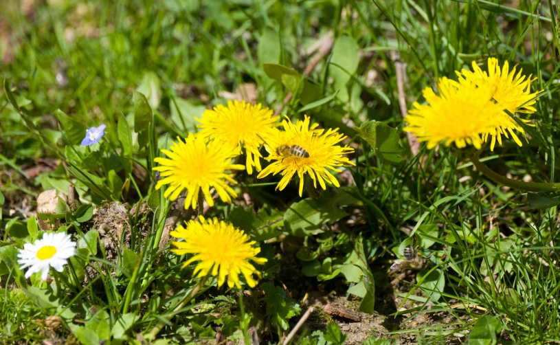 some yellow flowers and grass in a field