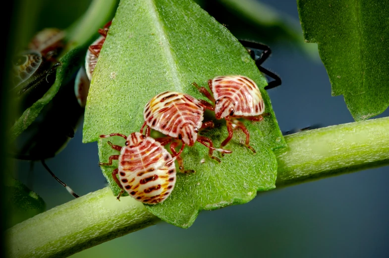 three insect sitting on a green leaf