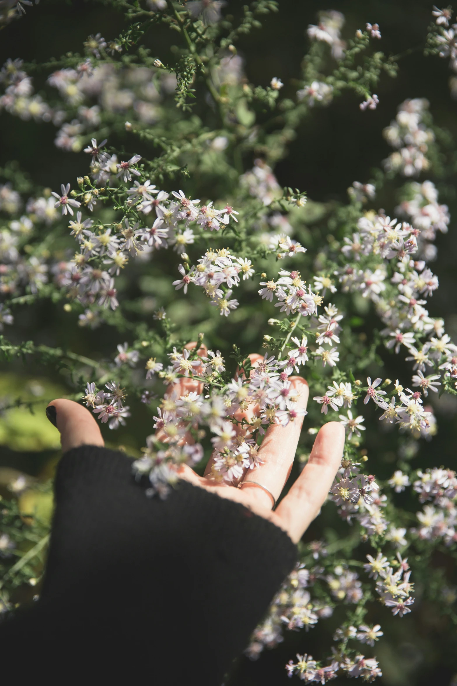 someone is holding their hand up to some flowers