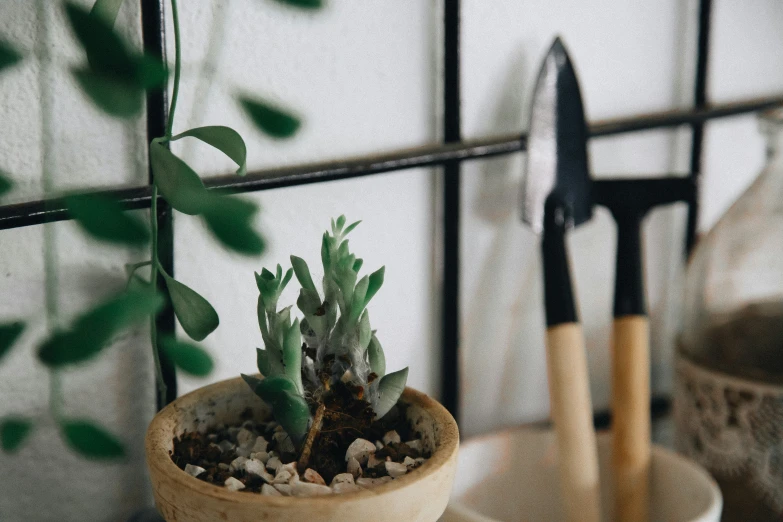 a potted plant is sitting in a potted rock