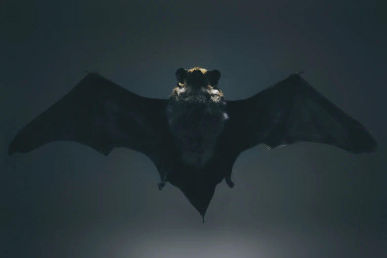 a bat flying in the sky with it's wings spread