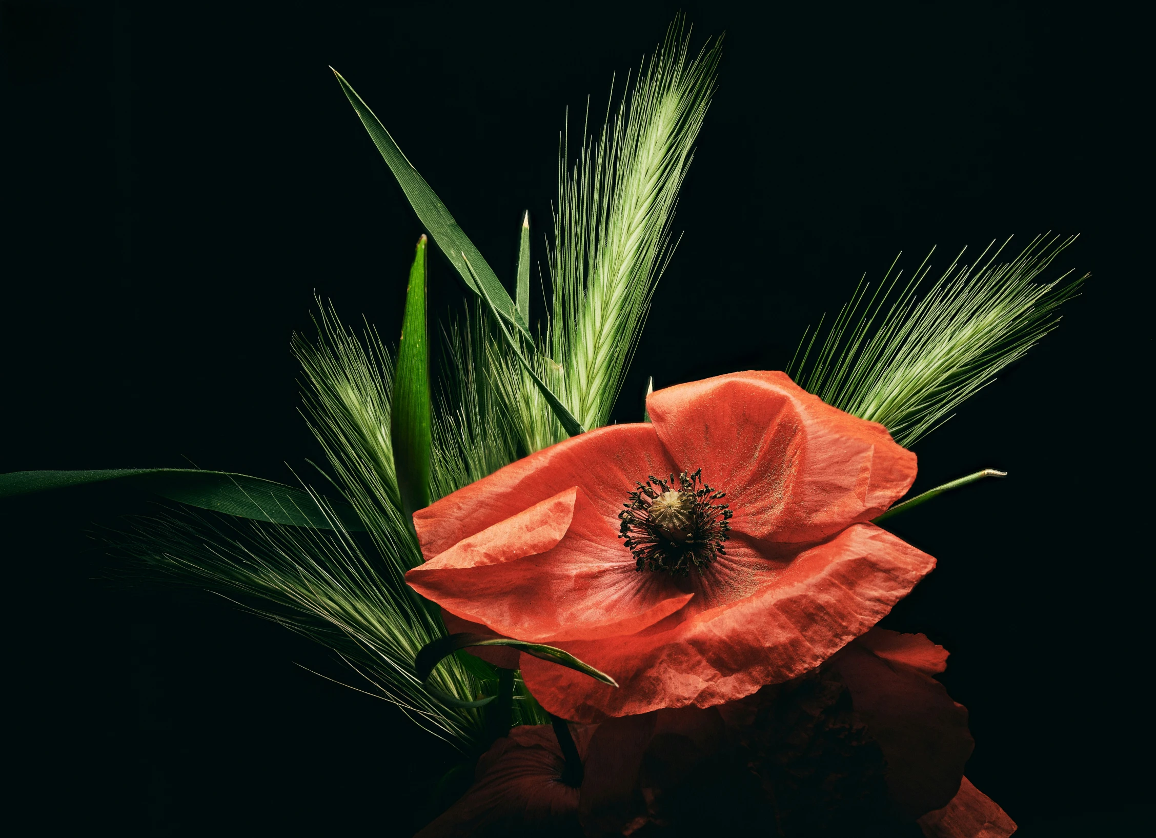 an orange flower on black is resting on the dark surface