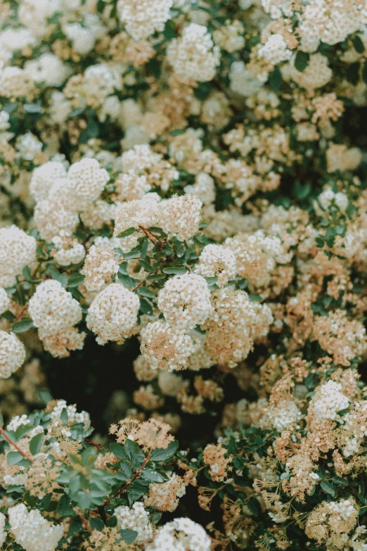 a flowery white bush full of tiny white flowers