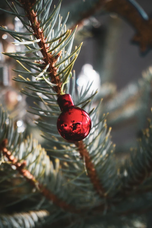 a red ornament hanging from the nch of a pine tree