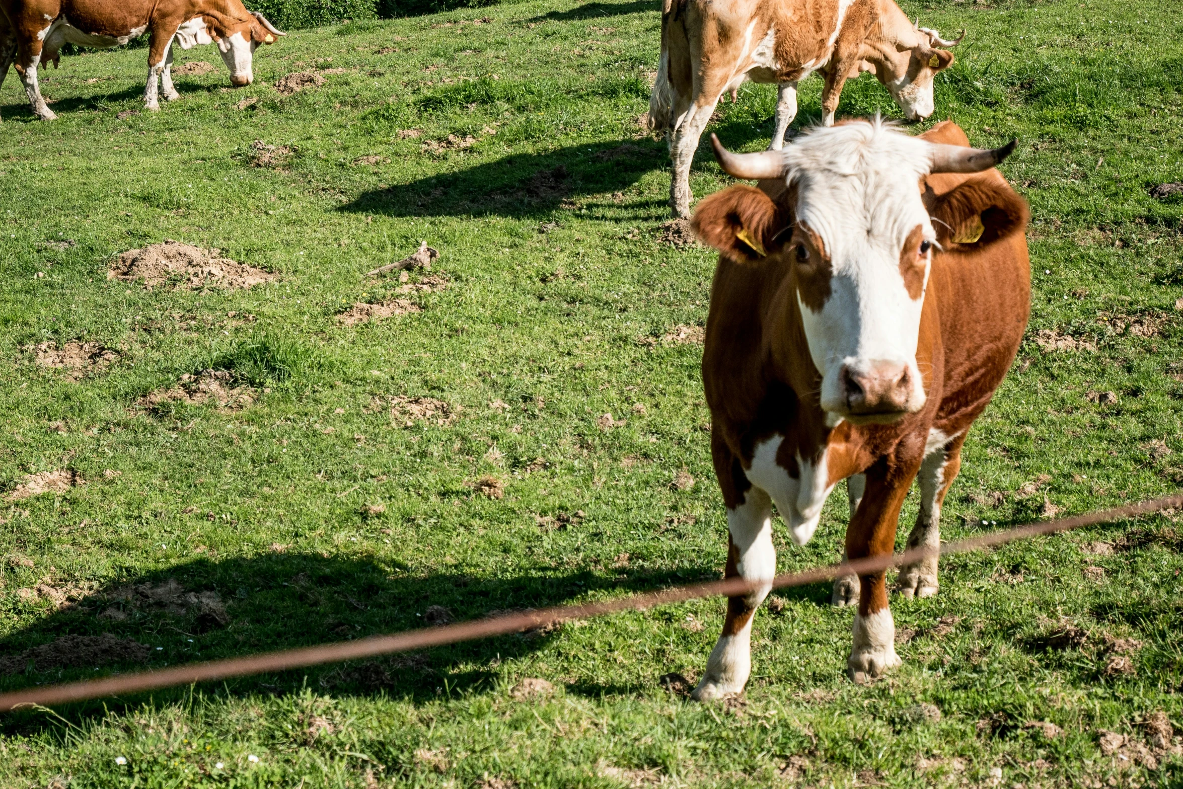 a couple of cows are standing in a field