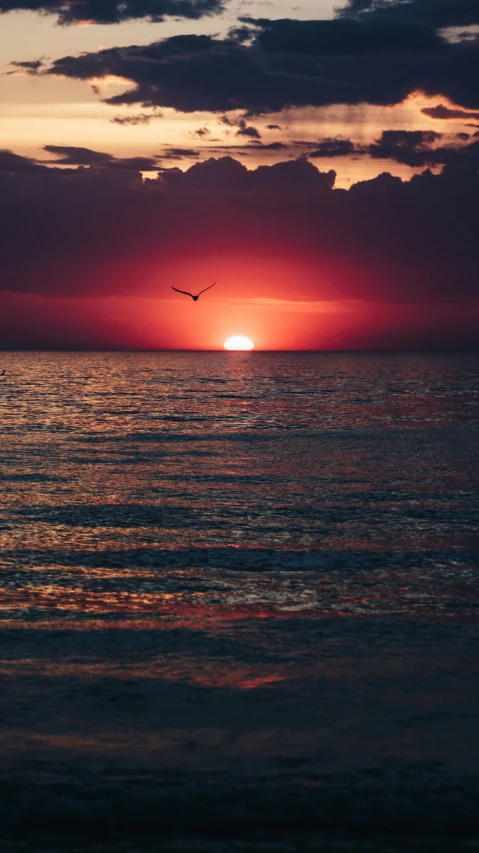 sunset over the ocean with seagull flying in the sky
