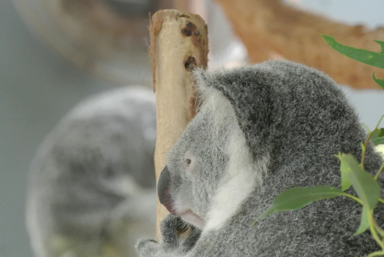 two koala bears sitting next to each other on a tree