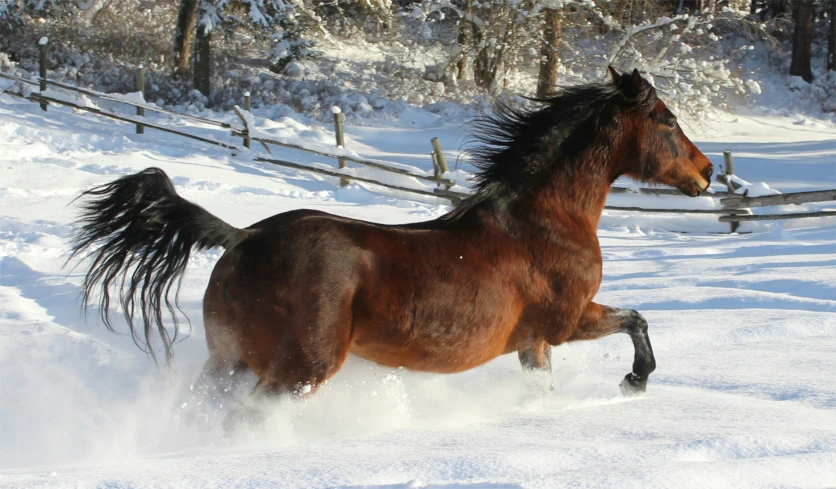 a horse running through the snow in the winter