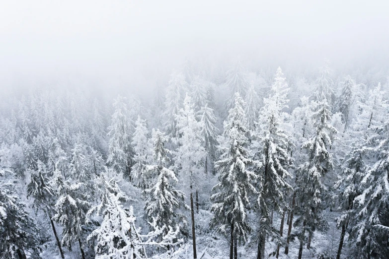 snow covered trees on the side of a mountain