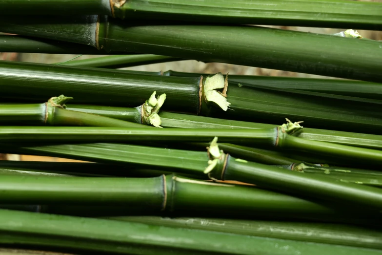 a bunch of stems of long green bamboo