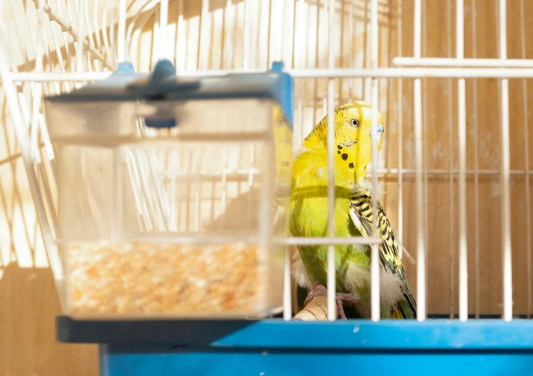 a parrot that is perched on top of a blue box