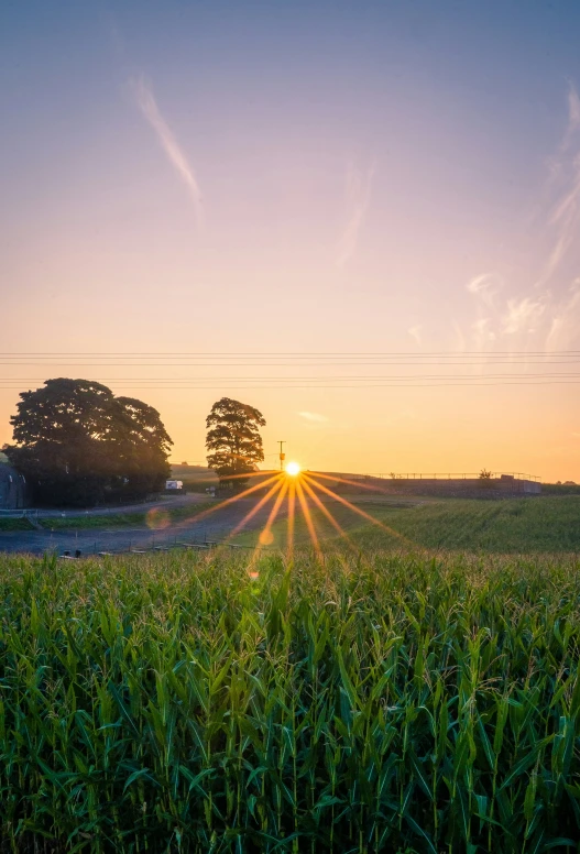 the sun sets behind a field of crops in a rural area