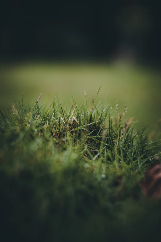 a blurry pograph of a grass covered hill