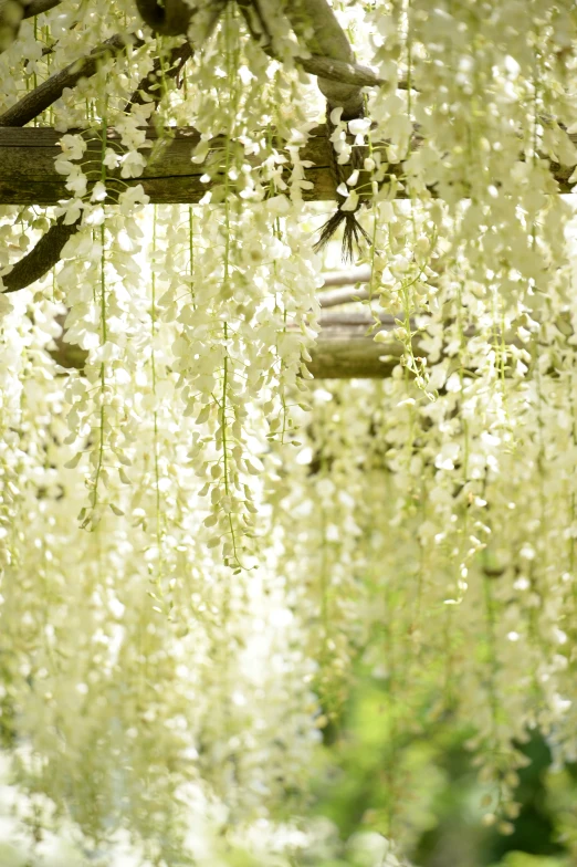 closeup view of white flowers hanging from a tree