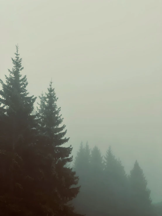 fog and rain surround tall pine trees