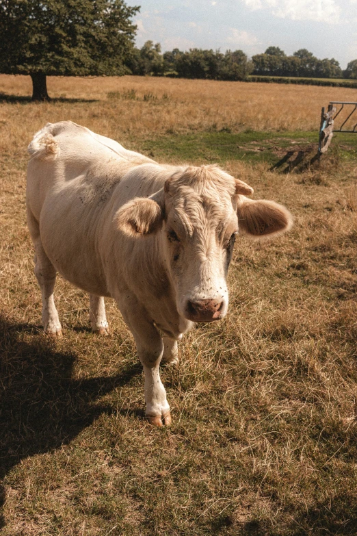 a cow is standing in a grassy field