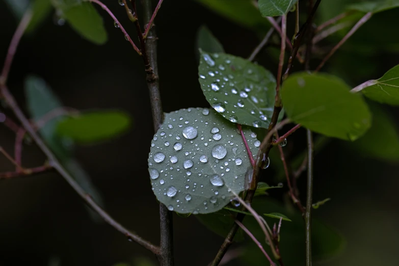 the leaves are covered by dewy drops of water
