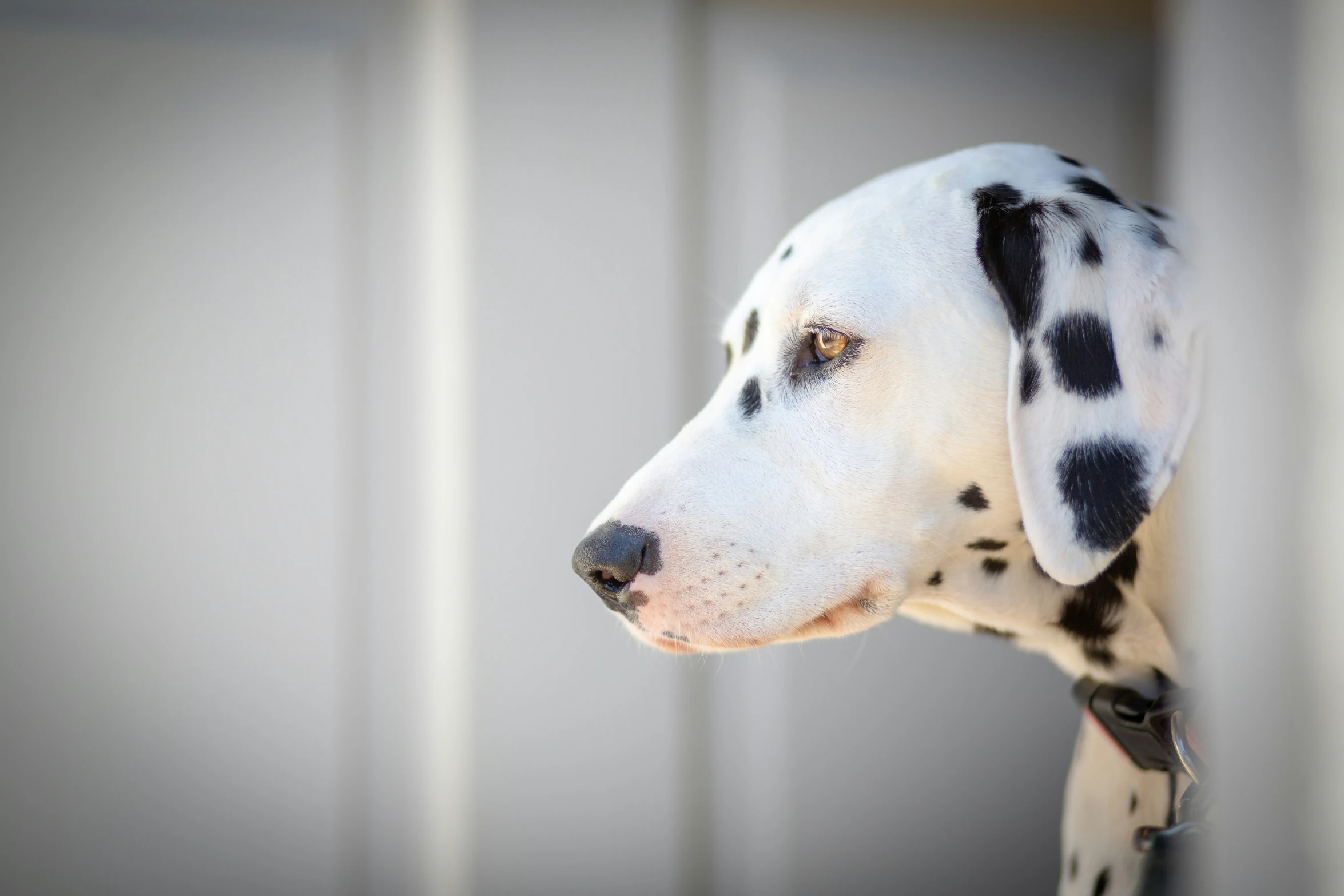 dalmatian dog with black spots standing by a door