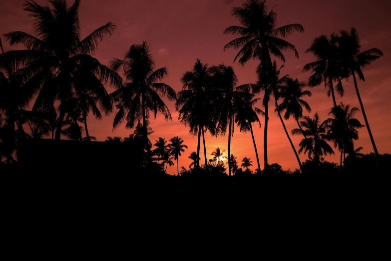 the sun is setting behind some palm trees