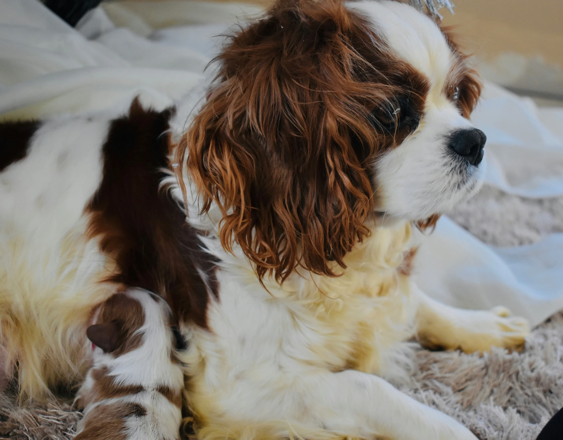 a dog that is sitting on some carpet