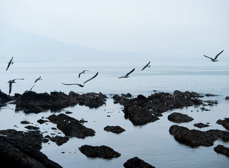 sea gulls fly above a small rocky shoreline