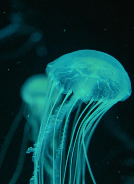 an underwater view of a blue jellyfish