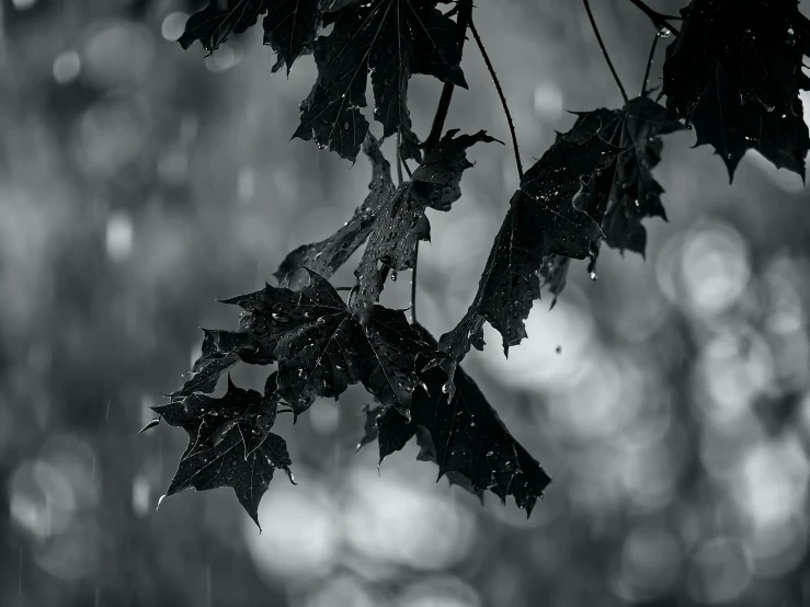 a wet autumn leaf hanging off of a tree