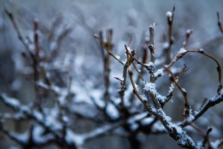 a small tree covered in snow during the winter