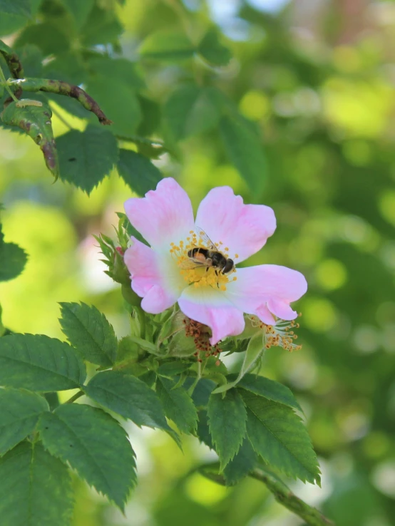 a flower with a honey bee on it