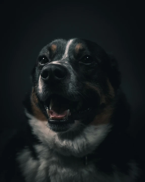 a large brown and white dog with it's head up