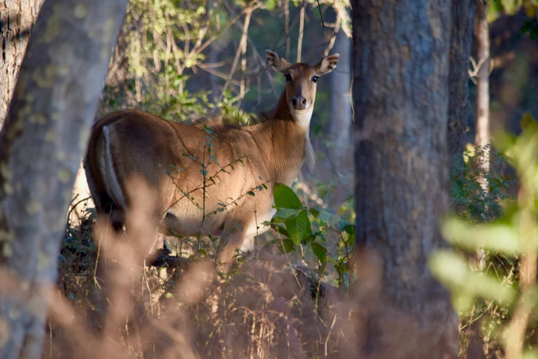 an animal standing in the middle of some trees