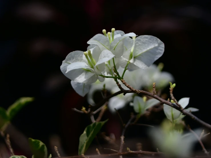 a beautiful white flower with green leaves