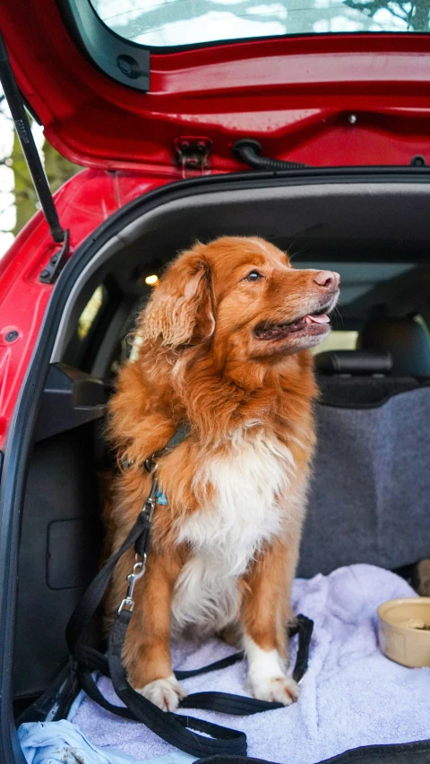 a dog is in the back of a vehicle