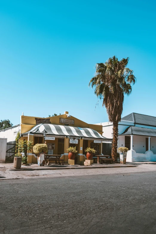 palm tree in front of small business building