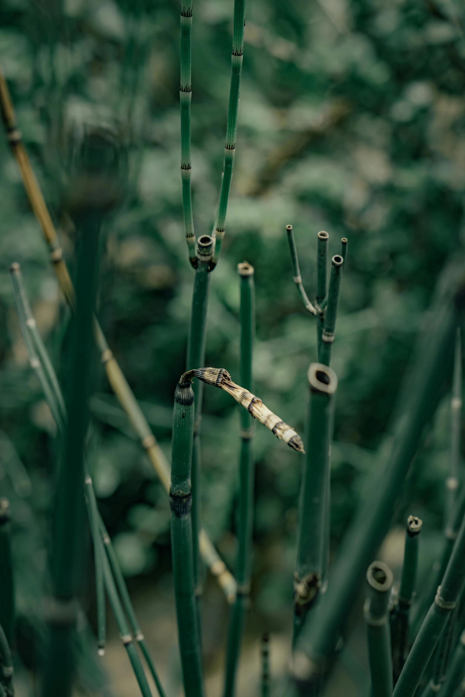 a group of different green and white stalks