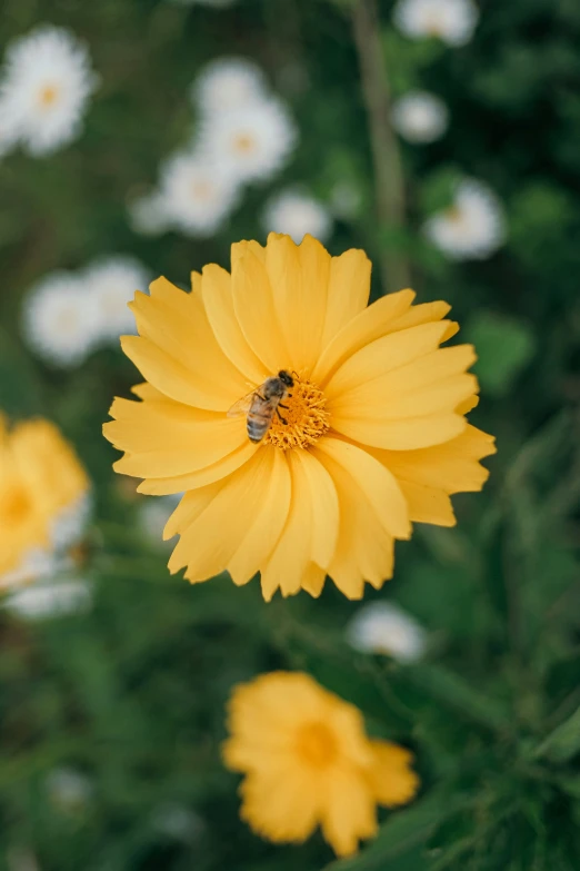 a large yellow flower with a bee on it