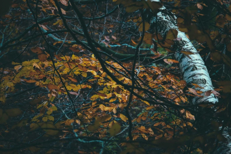 a forest filled with lots of leaves on top of it