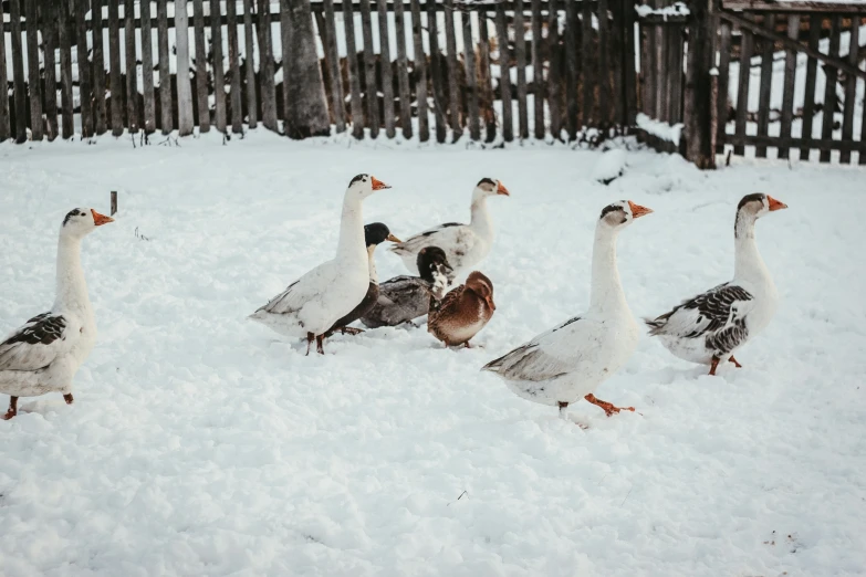 geese walking around in the snow beside a fence