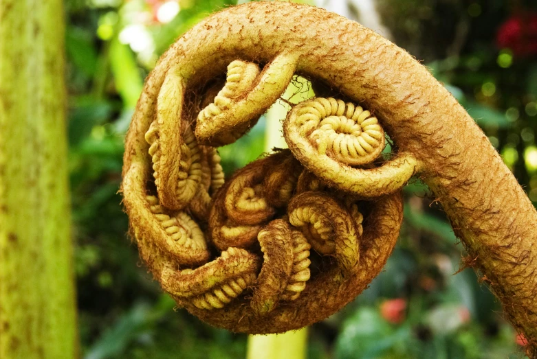 the spiral rope is attached to the tree