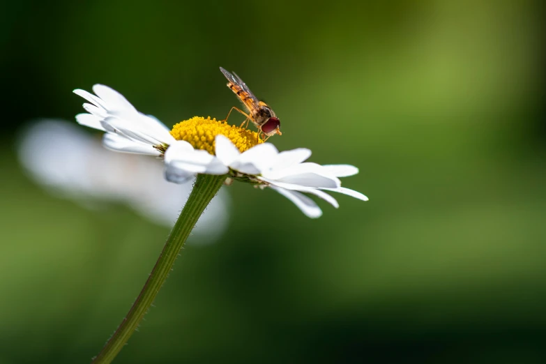 a bug sits on top of a flower
