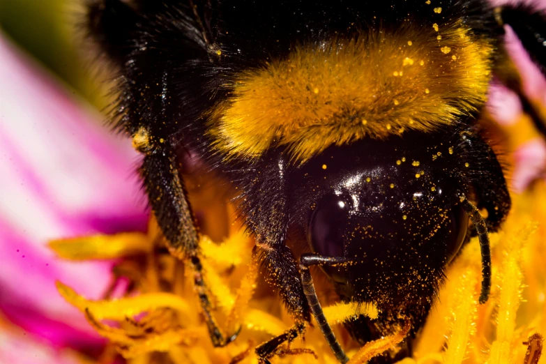 a large black and yellow bee on some flowers