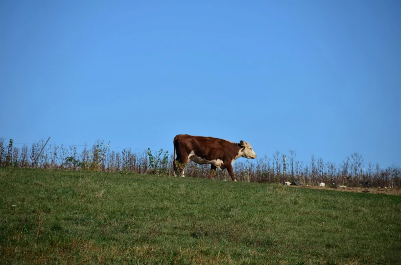 a brown cow walking down a lush green hillside