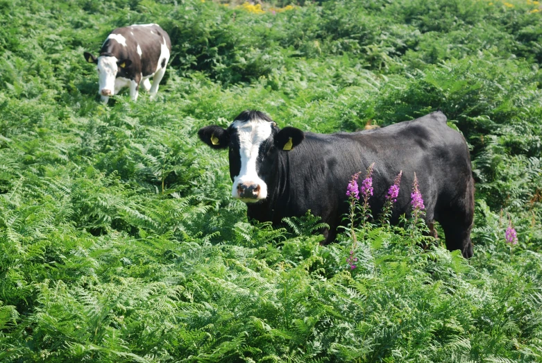 two cows are standing in the grass on the hill