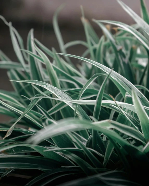 green plant with lots of light coming from it