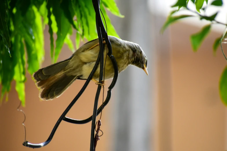 a bird with its mouth open hanging from a hook