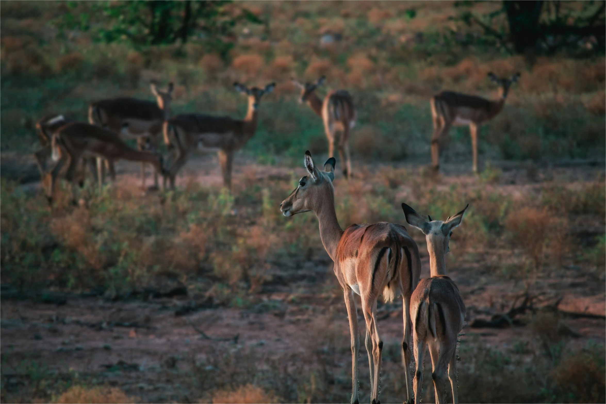 a herd of antelope standing on top of a grass field