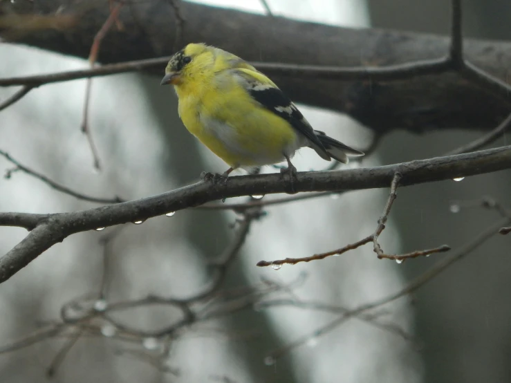 a bird perched on the nch of a tree